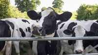 Herd Of Holstein Friesian Cattle
