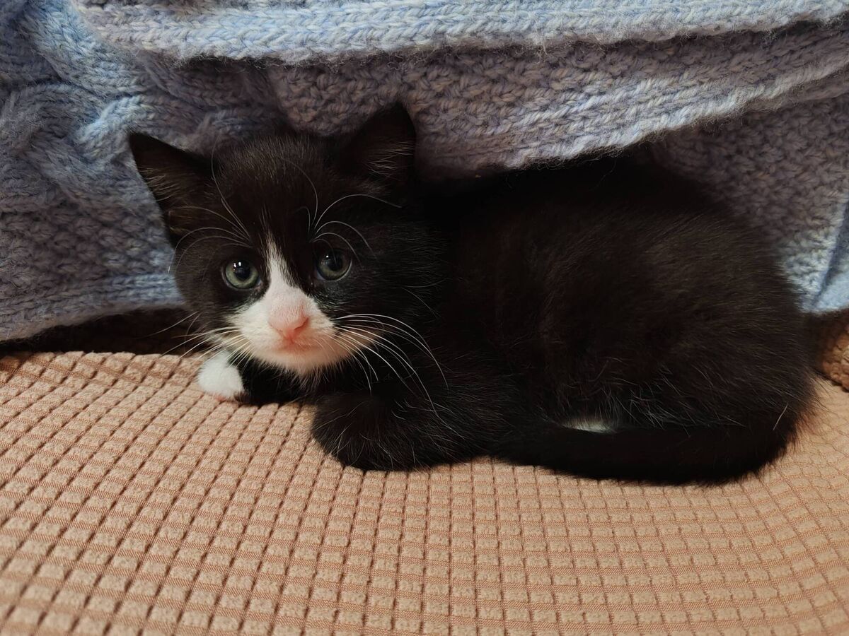 One of Aoife Diamond's kittens. "Can anyone explain why a dog is considered a man’s best friend, but if a woman has a cat she’s labelled ‘crazy’? It’s laughable," she says
