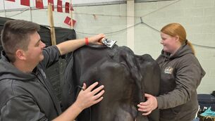 <p>Becky Hynes lends a hand as Paul Murphy makes a few touches to his prep for the Baileys Championship. Picture: Rachel Martin</p>