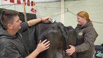 Behind the scenes with the Baileys Champion Dairy Cow