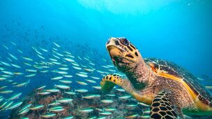 <p>The world’s oceans were hotter than ever previously recorded on Saturday, according to the latest data.</p>