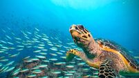 Hawksbill Sea Turtle flowing in Indian ocean