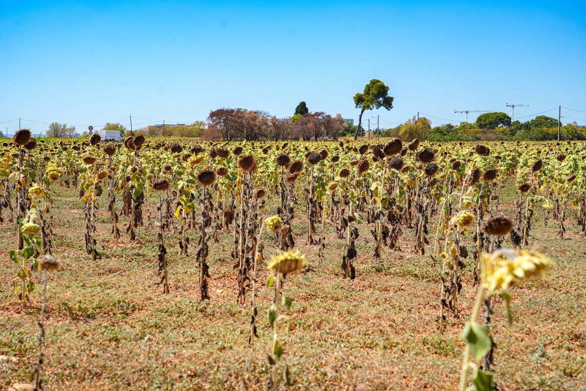 Harvests across Europe — here it's sunflowers in France on August 7 — are being hammered by heatwaves. States could begin curbing exports to feed their own populations. Picture: Nicolas Guyonnet/Hans Lucas/AFP/Getty Harvests across Europe — here it's sunflowers in France on August 7 — are being hammered by heatwaves. States could begin curbing exports to feed their own populations. Picture: Nicolas Guyonnet/Hans Lucas/AFP/Getty