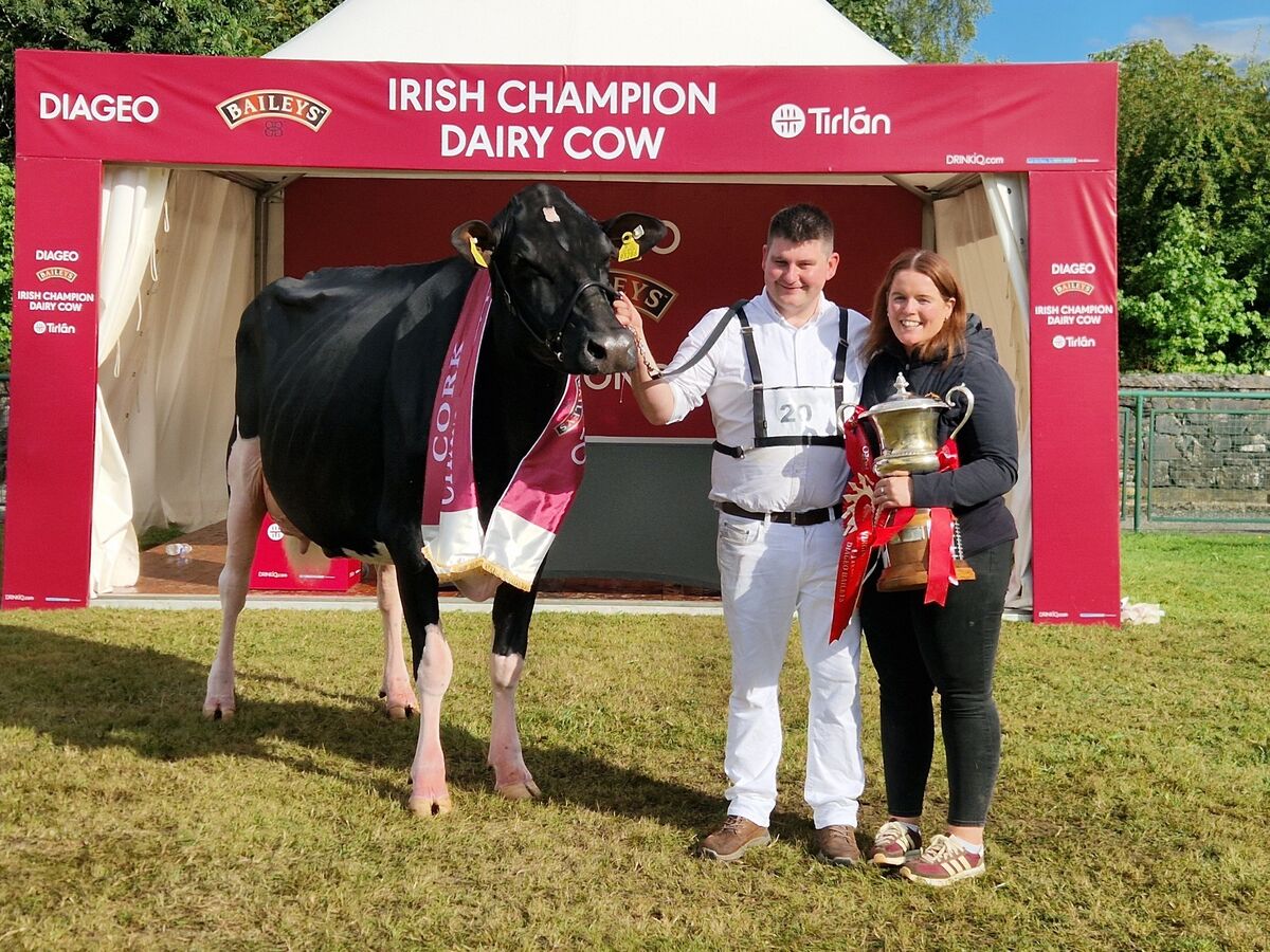 2026 Diageo Baileys Champion Cow, Coolroehouse Abbott Ann, exhibited by Paul Murphy and Emma Behan. Co Cork. Picture: Maria Kelly 2026 Diageo Baileys Champion Cow, Coolroehouse Abbott Ann, exhibited by Paul Murphy and Emma Behan. Co Cork. Picture: Maria Kelly