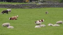 Farmland with cattle and sheep