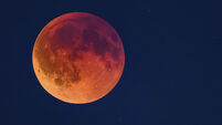 WORLD Moon 205754 Donal Hickey: Try forest bathing to improve sleep, reduce anxiety and enhance mental health