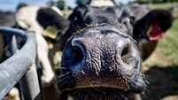 Why every grazing system needs a plan B