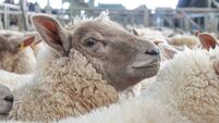 Fluffy Woolly Sheep