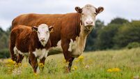 Cow and calf