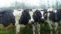 Cows
