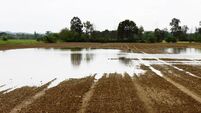 Flooded fields