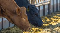 Beef cattle feeding in Dumfries and Galloway, south west Scotland
