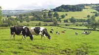 Panoramic of Dairy Cows