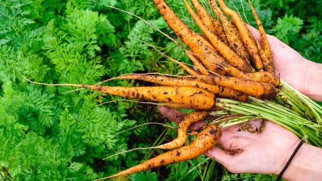 <p>The Irish Carrot Growers Group is warning the economics of producing Ireland's favourite vegetable are becoming increasingly unsustainable, with production costs rising by about 100% since 2020, while retail carrot prices have increased by just 40% over the same period.</p>