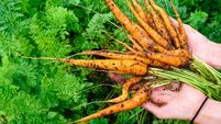 harvest of carrots is holding a organic food
