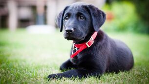 <p>Scientists have previously found that dogs turn on the puppy eyes when humans look at them, and that their brains can distinguish happy human faces from other expressions. File picture: PA</p> <p>Scientists have previously found that dogs turn on the puppy eyes when humans look at them, and that their brains can distinguish happy human faces from other expressions. File picture: PA</p>