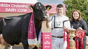<p>2026 Diageo Baileys Champion Cow, Coolroehouse Abbott Ann, exhibited by Paul Murphy and Emma Behan from Co Cork. Picture: Maria Kelly</p>