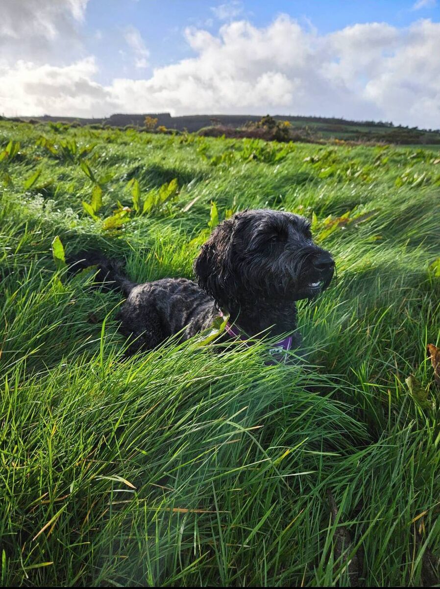 Luna, the couple's cockapoo, played a key role in the proposal. Luna, the couple's cockapoo, played a key role in the proposal.