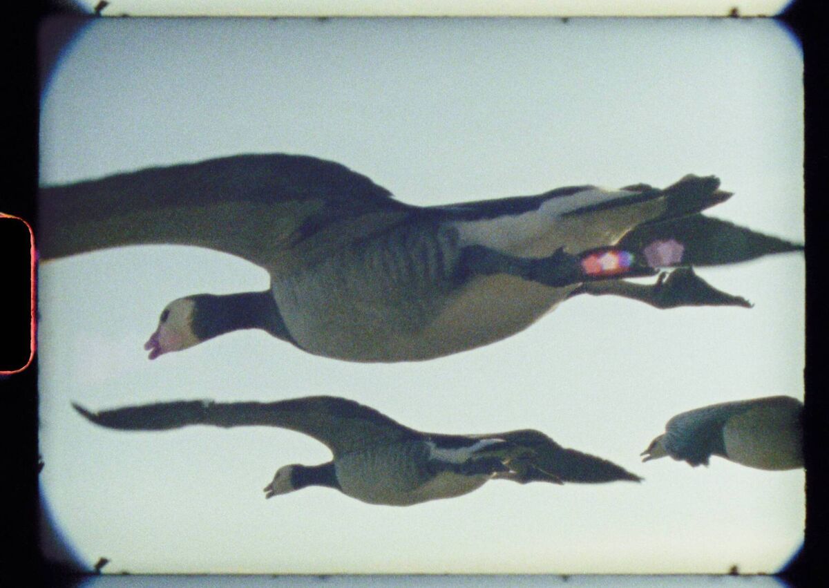Geese in a scene from the Super Nature film.