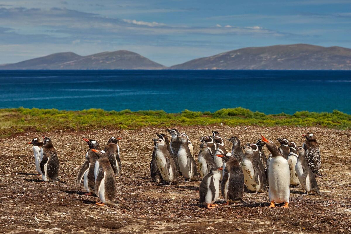 Falkland Islands, Antarctica Falkland Islands, Antarctica