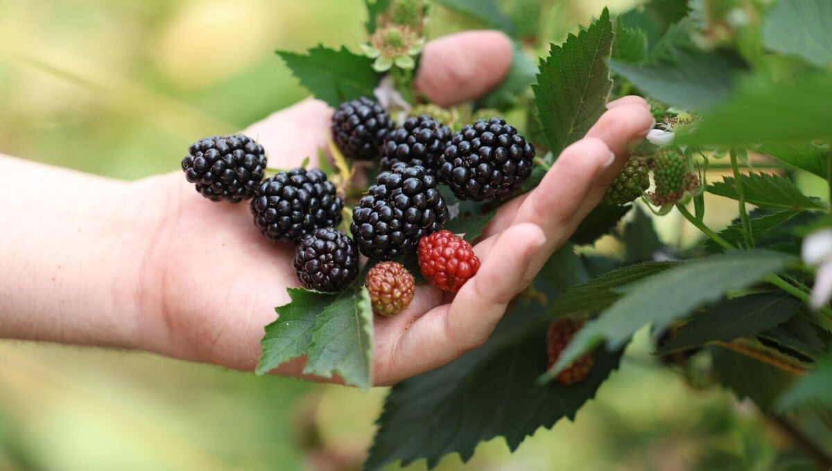 The brambles currently are well-laden with berries ready for the picking. Picture: Lia Toby/PA Media Assignments The brambles currently are well-laden with berries ready for the picking. Picture: Lia Toby/PA Media Assignments