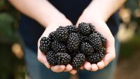 British Berry Growers Blackberry Spotlight