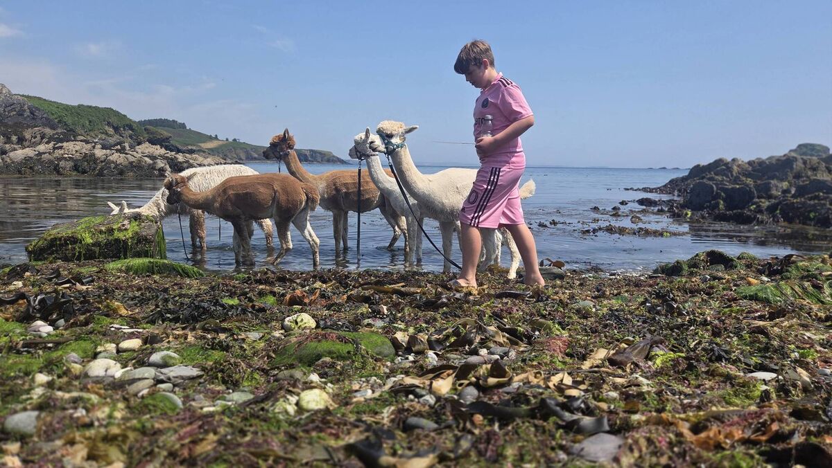 Scott with alpacas along the shore at Seaside Alpacas