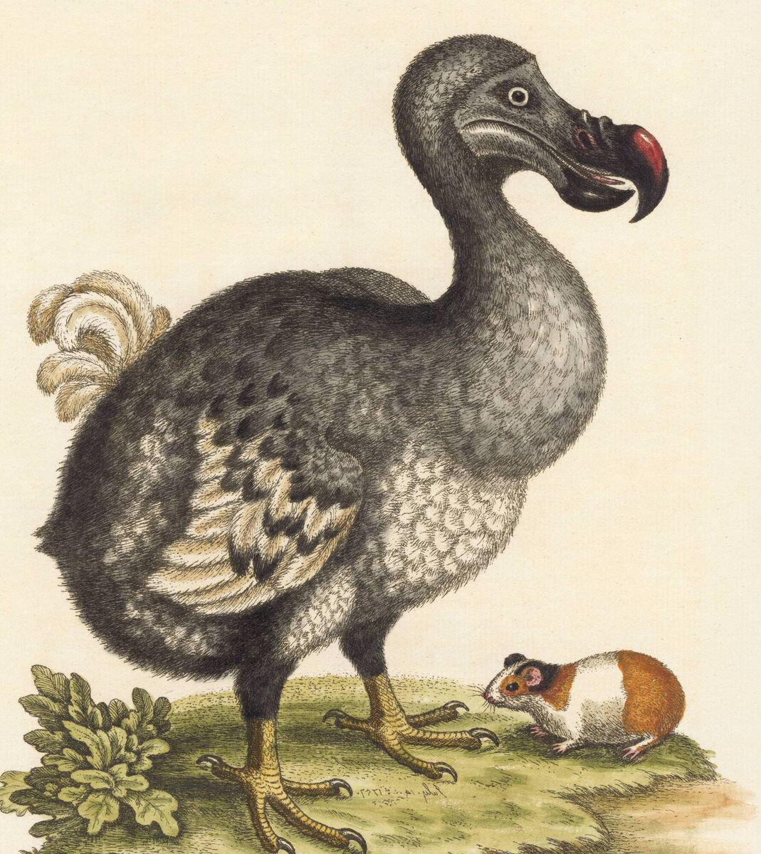 A colourised engraving of a Dodo bird and a guinea pig, c1757. The large, flightless bird has been extinct since the late 17th century and was formerly native to the Mauritius island in the Indian Ocean. Picture: Stock Montage/Getty A colourised engraving of a Dodo bird and a guinea pig, c1757. The large, flightless bird has been extinct since the late 17th century and was formerly native to the Mauritius island in the Indian Ocean. Picture: Stock Montage/Getty