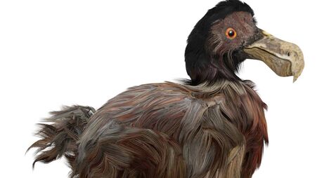 Dodo Bird