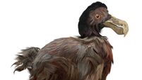 Dodo Bird