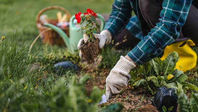 <p>East Cork Flower Club will meet on September 7 and will host a teaching demonstration by Eileen O’Brien, Aoifa. Picture: iStock</p>