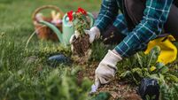 Woman planting red flower seedling in home garden