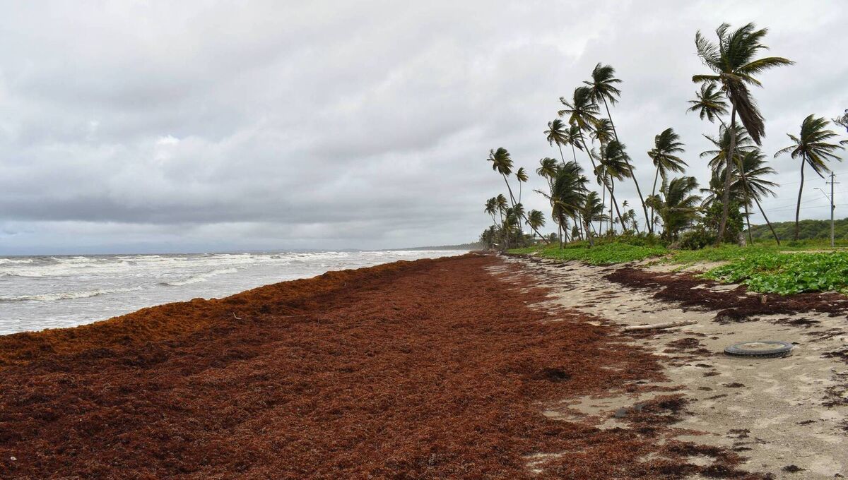 Sargassum seaweed along the seashore or coastline of the Manzanilla Beach, Trinidad and Tobago. Picture: iStock