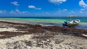 <p>Across the Caribbean and Gulf of Mexico this summer, sargassum has again piled onto coastlines, turning clear water brown and decomposing in the heat with the unmistakable smell of rotten eggs. iStock</p>
