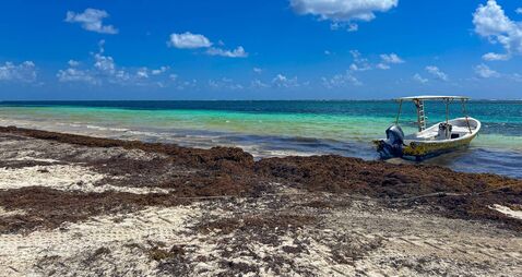 Sargassum seaweed in Mayan Riviera and Cancun beach on Caribbean,