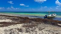 Sargassum seaweed in Mayan Riviera and Cancun beach on Caribbean,