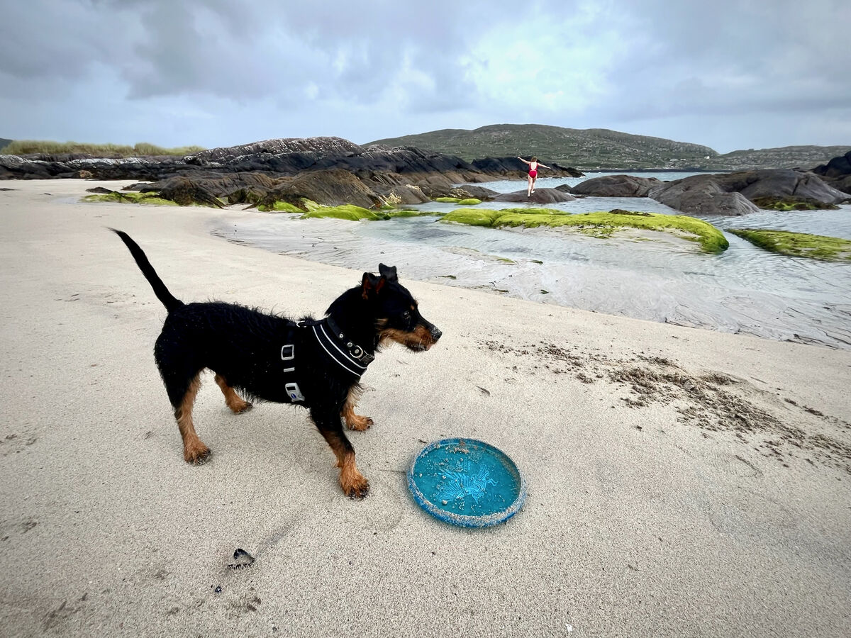 Perry and his frisbee on Derrynane beach.