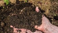 Soil in senior Women's  hands.