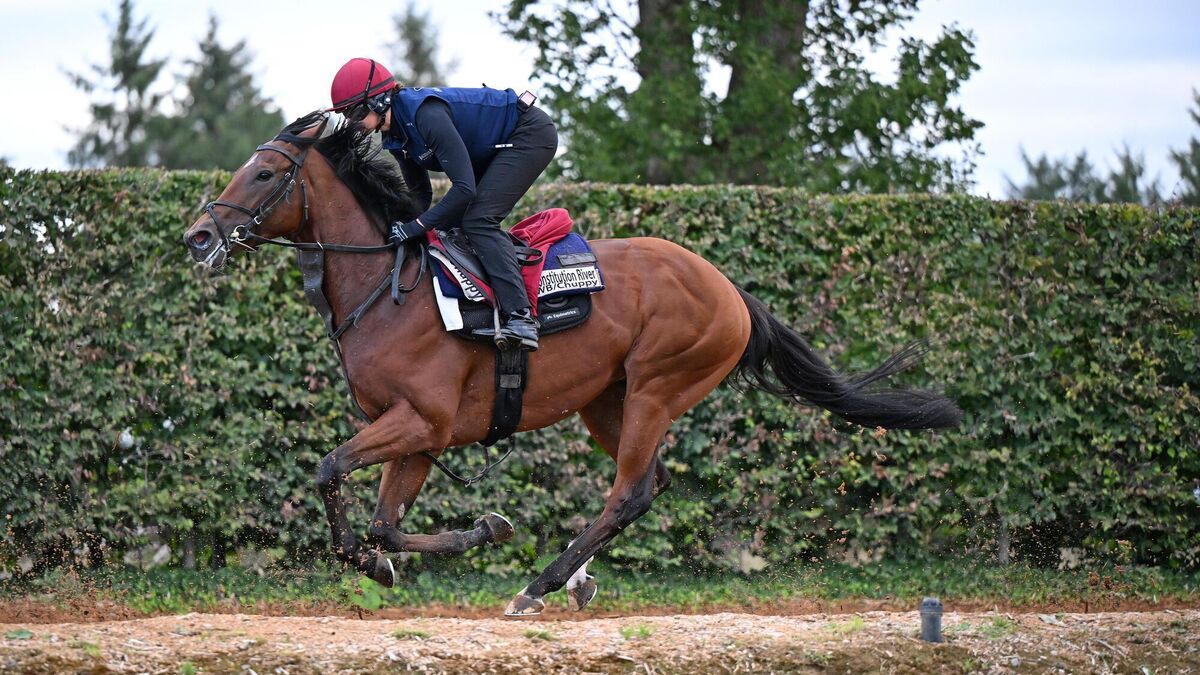 Aidan O'Brien backs Constitution River to put ‘complete mess’ of York behind him at Leopardstown