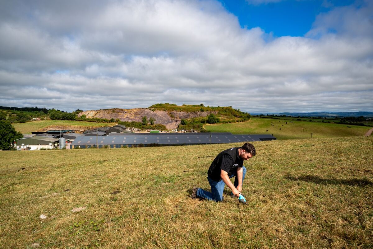 Tim Casey, founder and chief executive of Cork Grassland Services, checks the condition of the grass on Brian Duncan’s farm in East Cork following weeks of drought. Picture: Chani Anderson Tim Casey, founder and chief executive of Cork Grassland Services, checks the condition of the grass on Brian Duncan’s farm in East Cork following weeks of drought. Picture: Chani Anderson