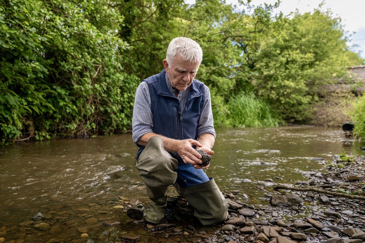 Jim Harding examines river stones for signs of aquatic life on a tributary of the River Barrow near Gowran, Co Kilkenny. Harding says species that once thrived on the riverbed have become increasingly scarce as sediment, which he attributes to run-off from roadworks and construction activity, accumulates in spawning grounds and habitats. Picture: Chani Anderson Jim Harding examines river stones for signs of aquatic life on a tributary of the River Barrow near Gowran, Co Kilkenny. Harding says species that once thrived on the riverbed have become increasingly scarce as sediment, which he attributes to run-off from roadworks and construction activity, accumulates in spawning grounds and habitats. Picture: Chani Anderson