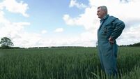 Farmer standing in wheat field