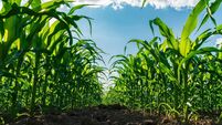 Tall corn stalks stretch towards a clear blue sky, thriving in fertile soil. The sun shines brightly, highlighting the vibrant g