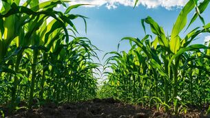 <p>Crops are a mixed bag this year for a variety of reasons, mostly drought-related but not exclusively.</p> <p>Crops are a mixed bag this year for a variety of reasons, mostly drought-related but not exclusively.</p>