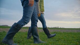 <p>Grass is low in dry matter as it recovers and grows rapidly, so monitor intakes and continue to supplement where necessary while building covers.</p>