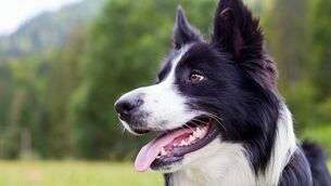 <p>The NTA has proposed that small dogs, cats and other small animals that do not threaten passenger safety may travel on bus, rail and Luas services. File picture</p> <p>The NTA has proposed that small dogs, cats and other small animals that do not threaten passenger safety may travel on bus, rail and Luas services. File picture</p>