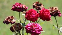 Rose bush with fresh and withered flowers