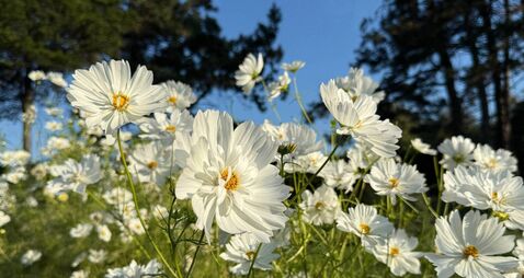iStock-2234337495.jpg Cosmos bipinnatus are garden cosmos, Mexican aster, cosmea white blooms.