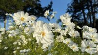Cosmos bipinnatus are garden cosmos, Mexican aster, cosmea white blooms.