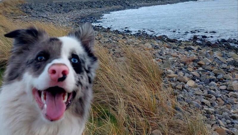 Marie Kinane's border collie Finlay. Marie Kinane's border collie Finlay.